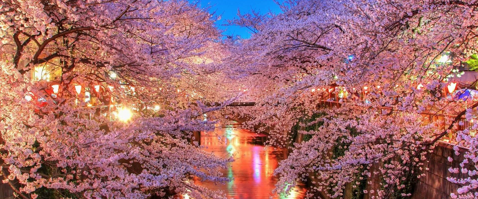 Nakameguro Cherry Blossom Viewing