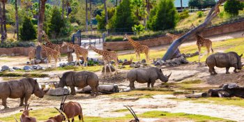 San Diego Zoo Safari Park